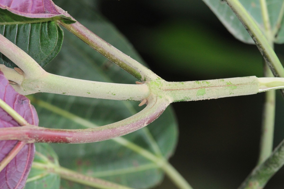 Miconia calvescens DC.